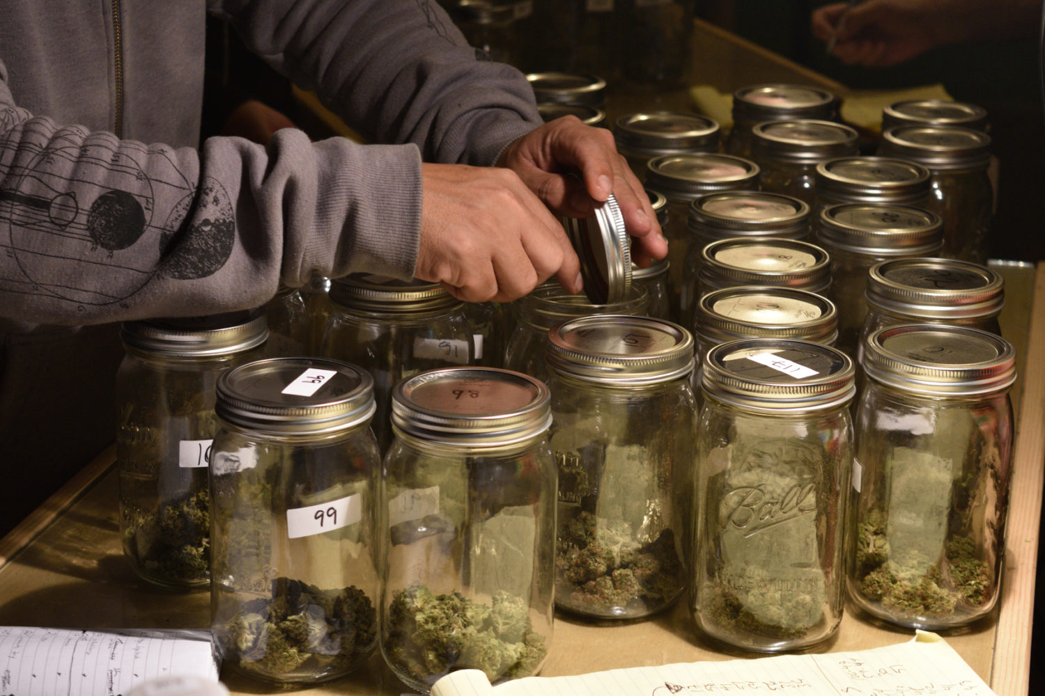 The Emerald Cup Awards Show Joins Green Steet Festival 39 AutumnLights18HikeEmrldCupjudg 0106 106 01