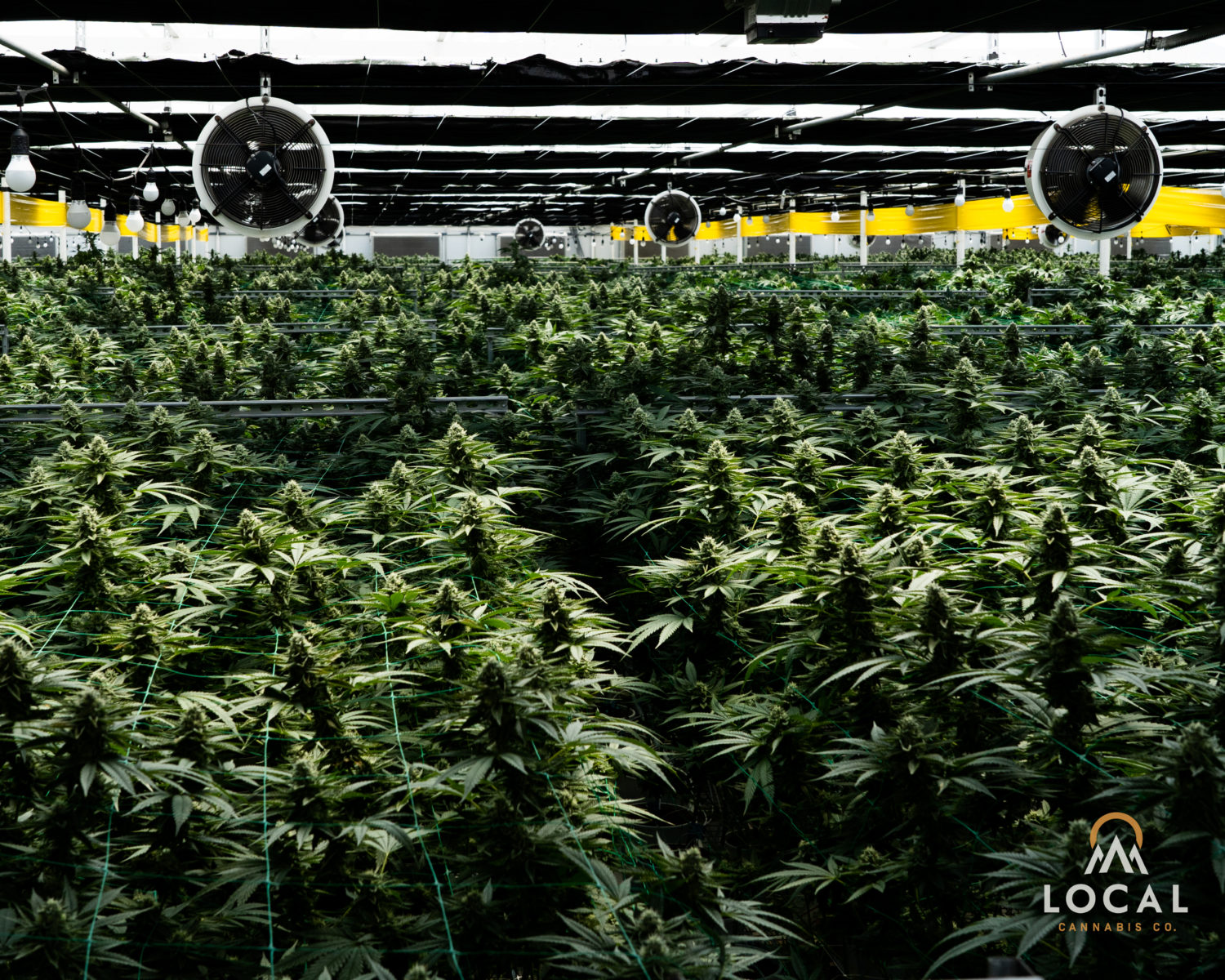 Local Cannabis Company Preps to Defend Emerald Cup 39 high contrast gh logo