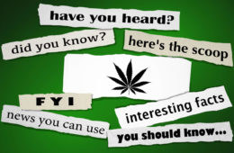 marijuana news e1640797317910