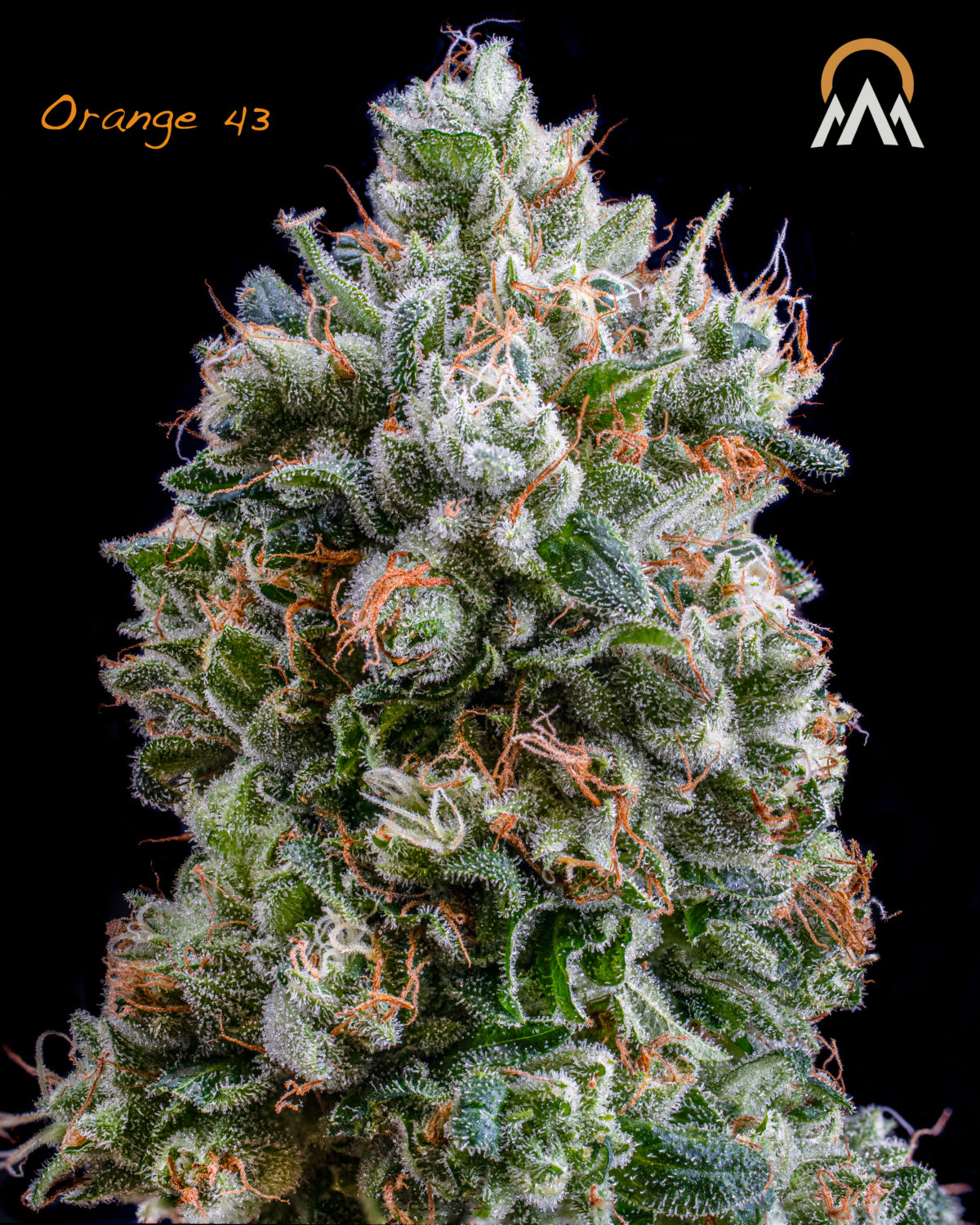 Local Cannabis Company Preps to Defend Emerald Cup 40 o43 Top with logo