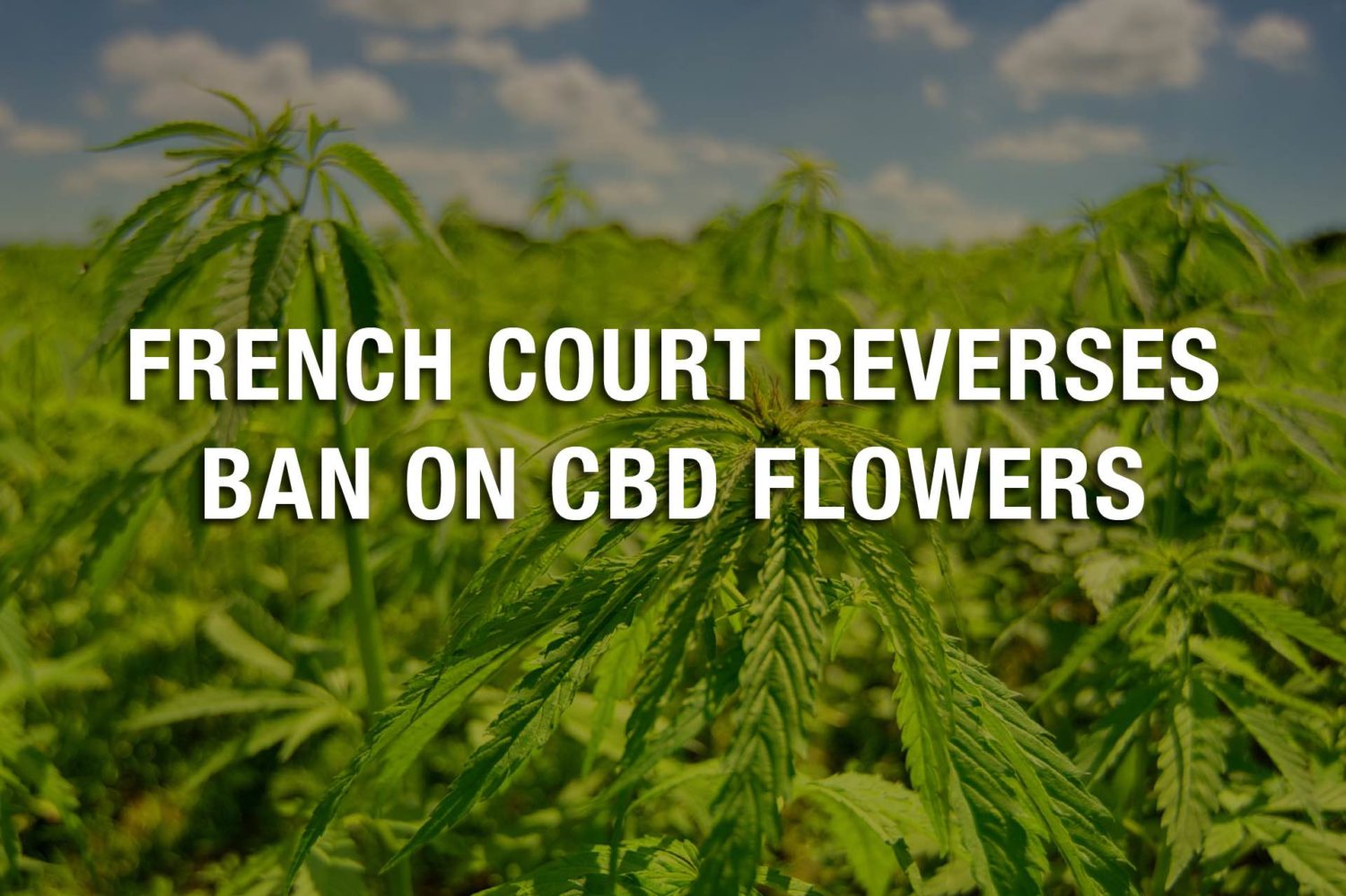 French Court Reverses Ban on CBD Flowers 37 02 Tuesday Image Free CBD Relief