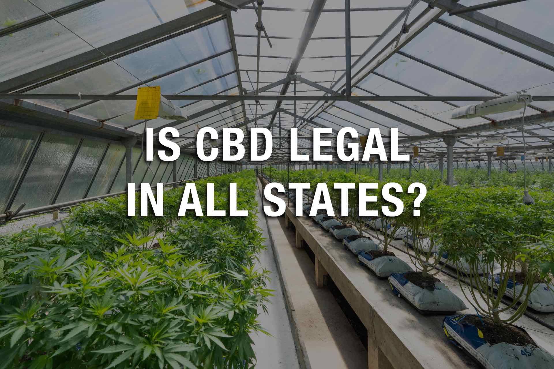 Is CBD Authorized in All States?
