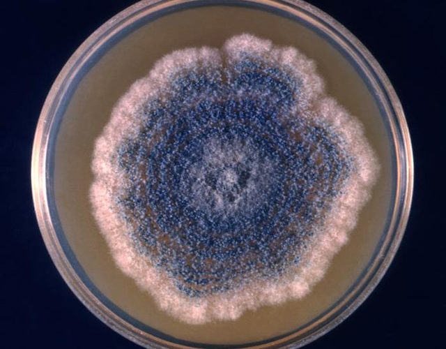 Aspergillus clavatus petri dish