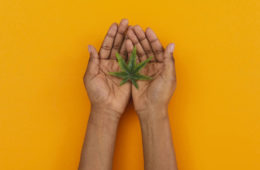 marijuana leaf e1644096151142