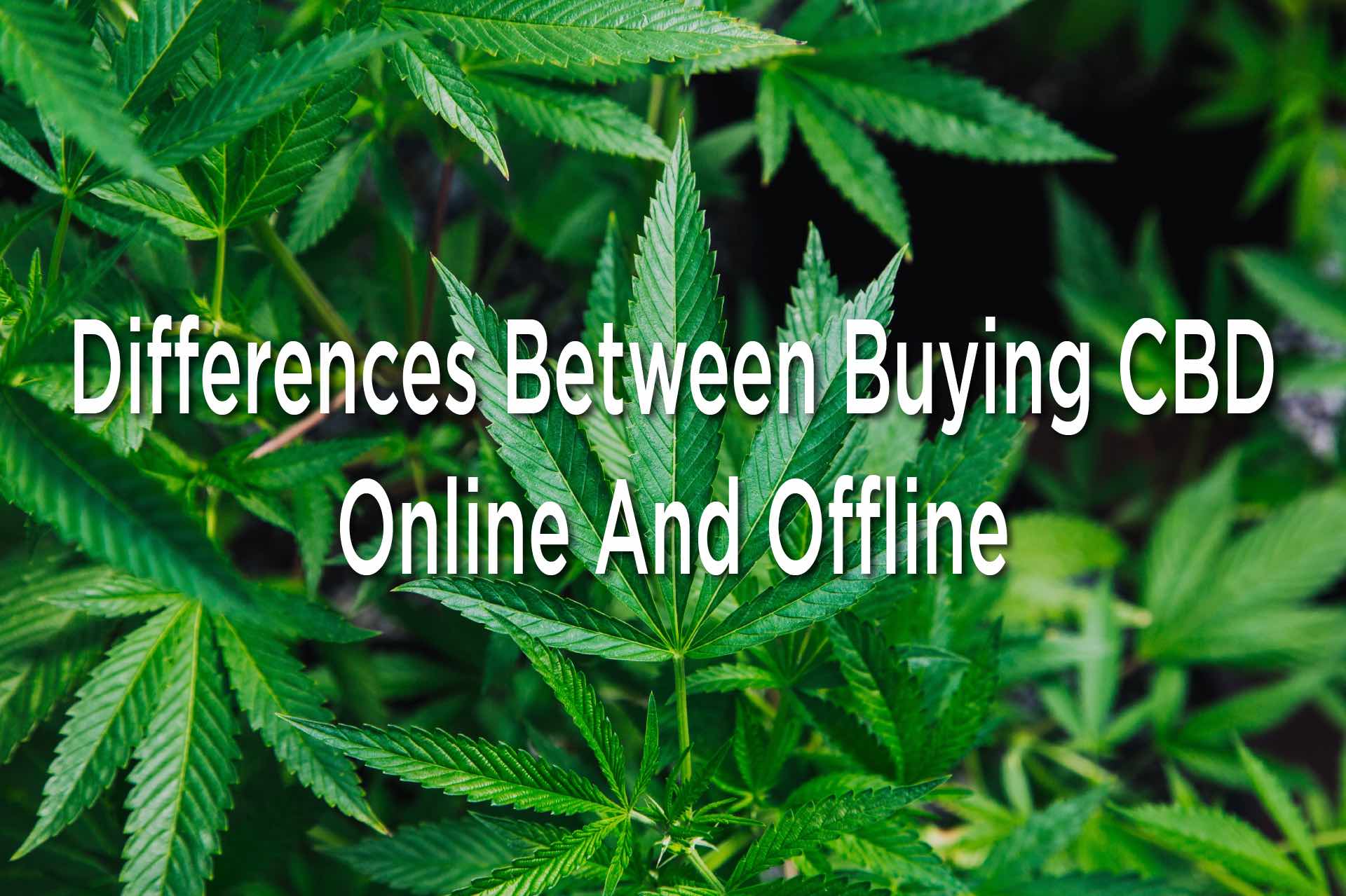 Differences Between Buying CBD Online And Offline 37 02 LAW Image