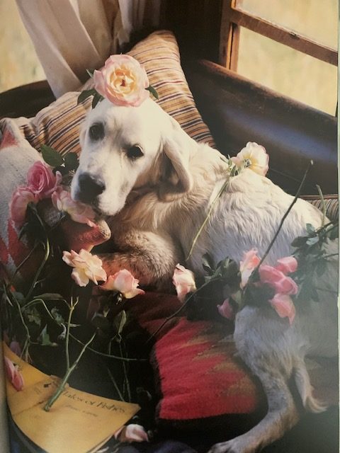 Bruce Weber Ballad for Skye My new dog Skye never eats the flowers but he eats everything else from Naked Flowers Exposed HarperCollins rotated