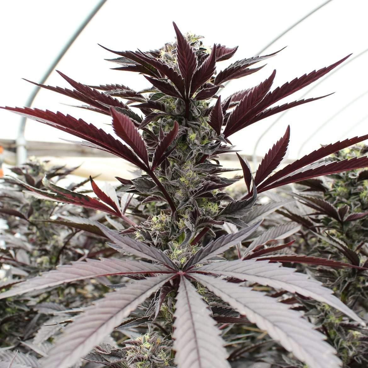 Flowering & yield of feminized cannabis seed