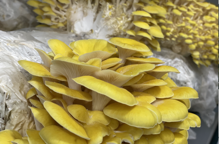 Smallhold Urban Mushroom Farm Sprouts Up In The City Of Vernon 38 Smallhold Mushroom Farm