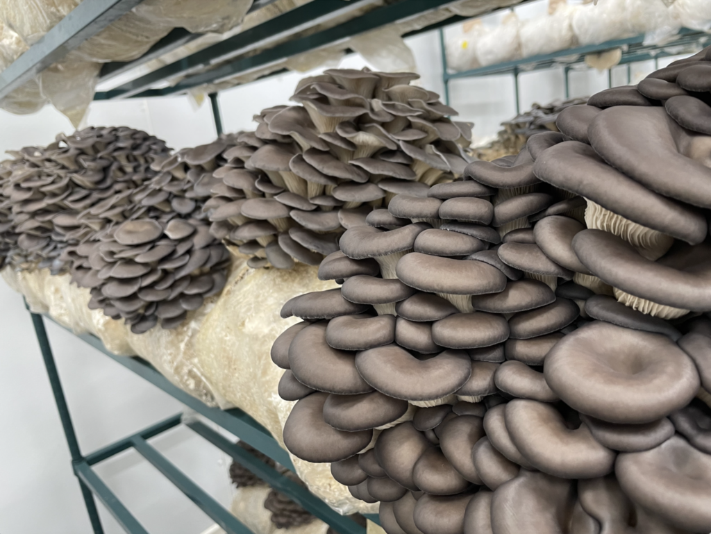 Smallhold Mushroom Farm