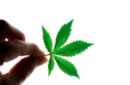 cannabis leaf scaled e1643758359819