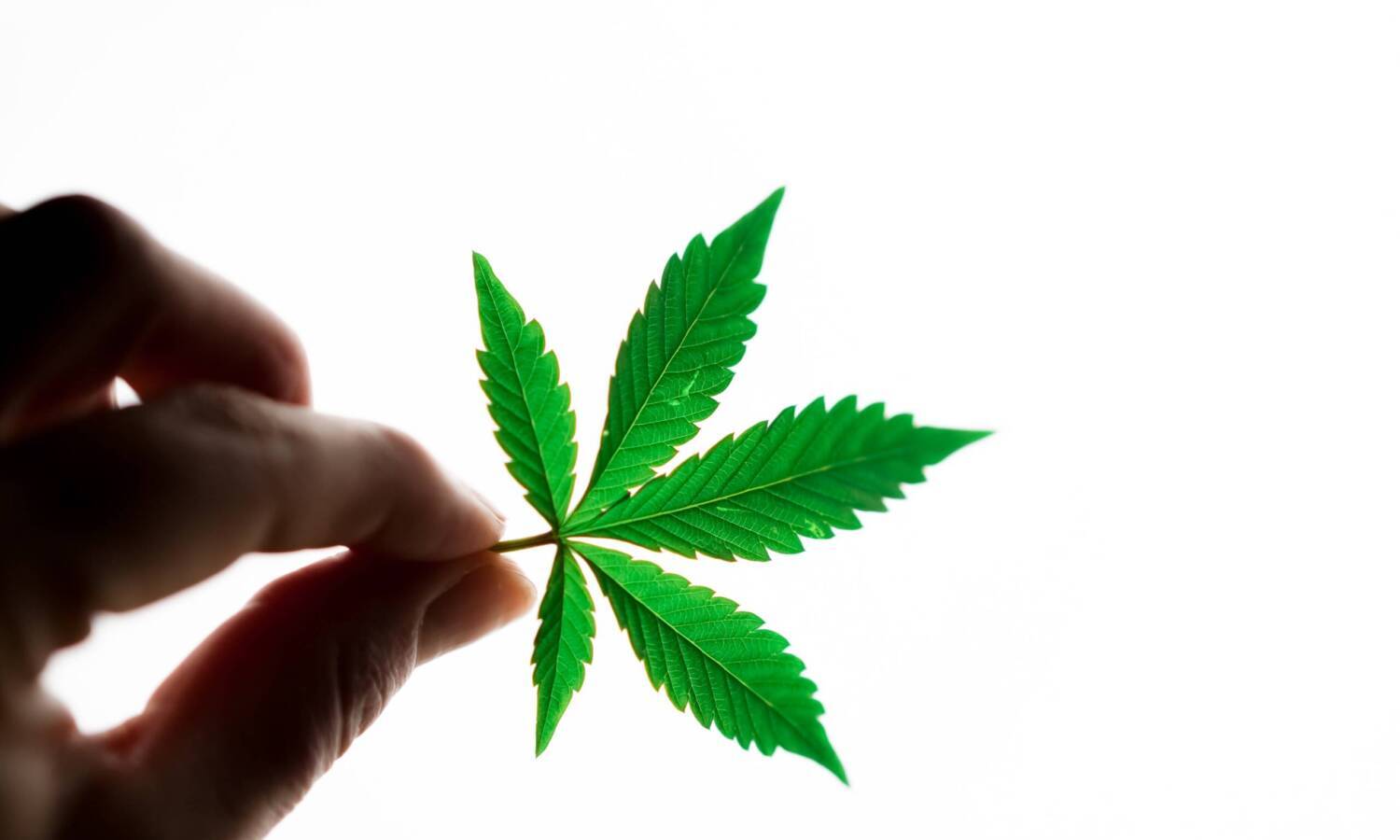 cannabis leaf scaled e1643758359819