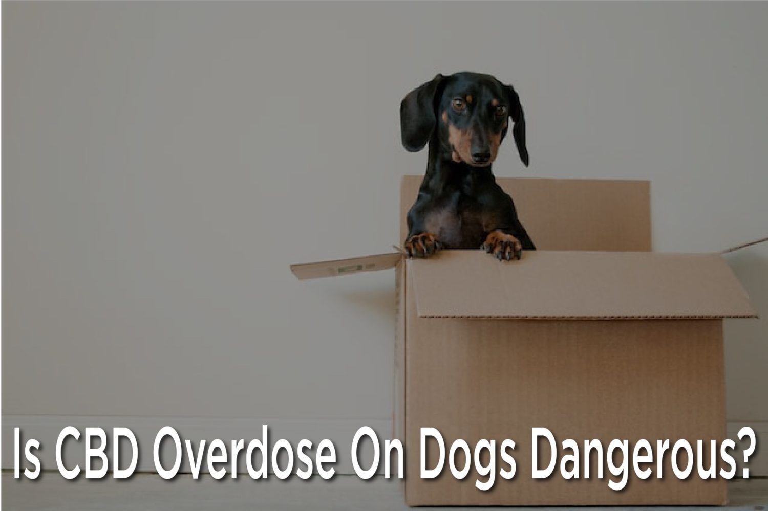 Is CBD Overdose On Dogs Dangerous?