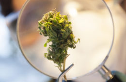 cannabis testing e1665337833590