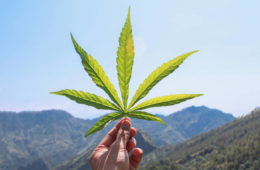 marijuana leaf e1666726046626