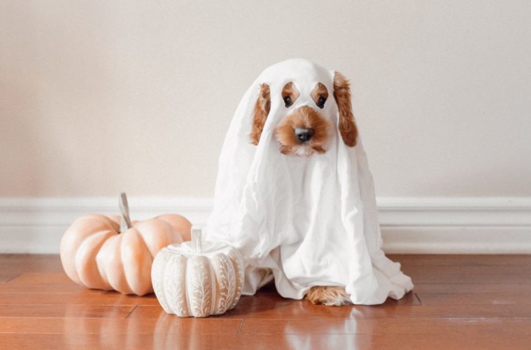 halloween ghost dog