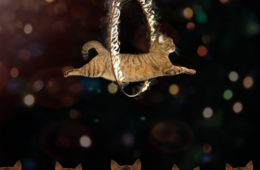 tricks to teach a cat