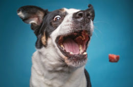 Homemade Treats for Dogs