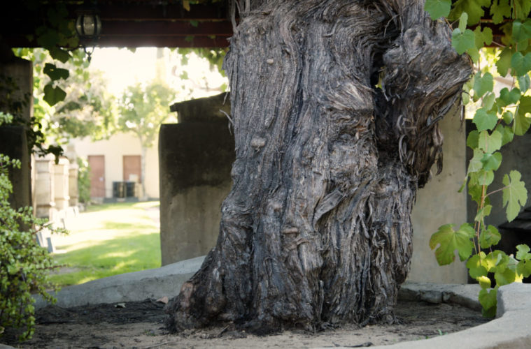 Food TV To Watch: The Oldest Vine Explores L.A.’s Wine History And Future 38 The Oldest Vine