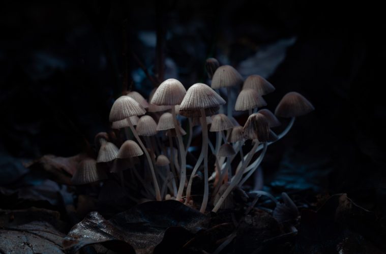 Magic Mushrooms California