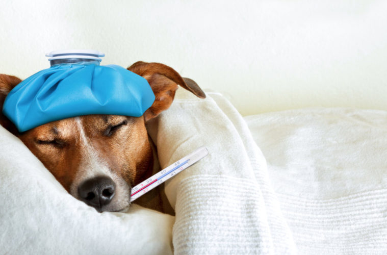 You’ve Heard Of COVID, RSV, The Flu — But Have You Heard Of Dog Flu? 38 dog flu