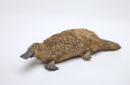 Platypus