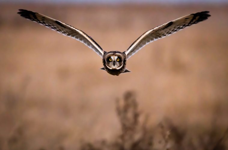 6 Fascinating Facts about Owls 38 fascinating owls