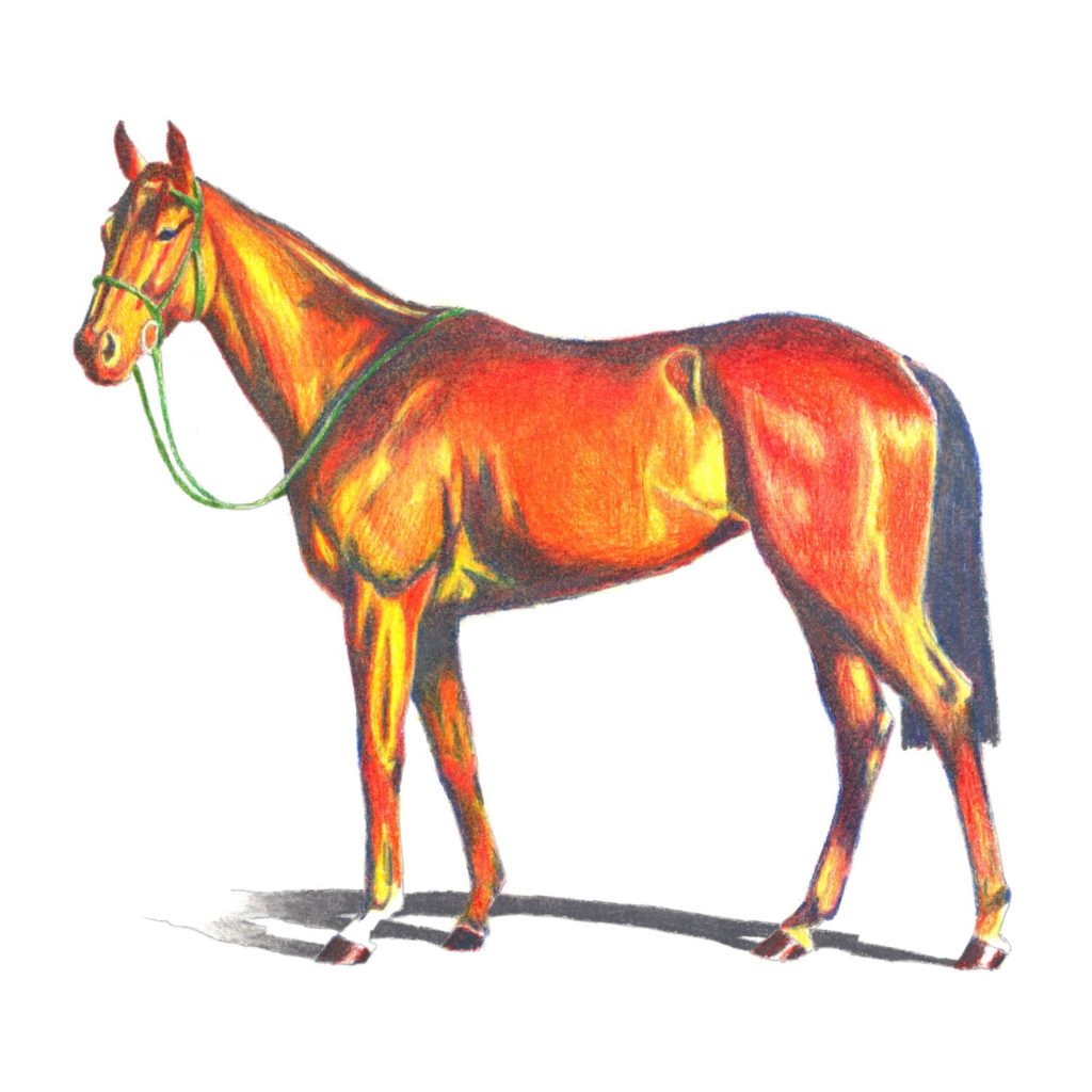 Randy Perez Horse