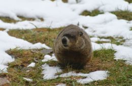 Groundhog Day