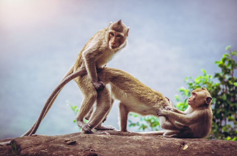 Animal Sex: The Strange, Brutal Reproductive Habits of the Animal World 38 animal sex