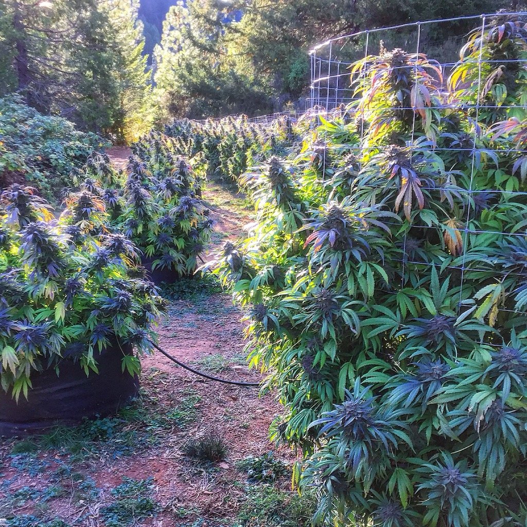 GDP grown outdoors