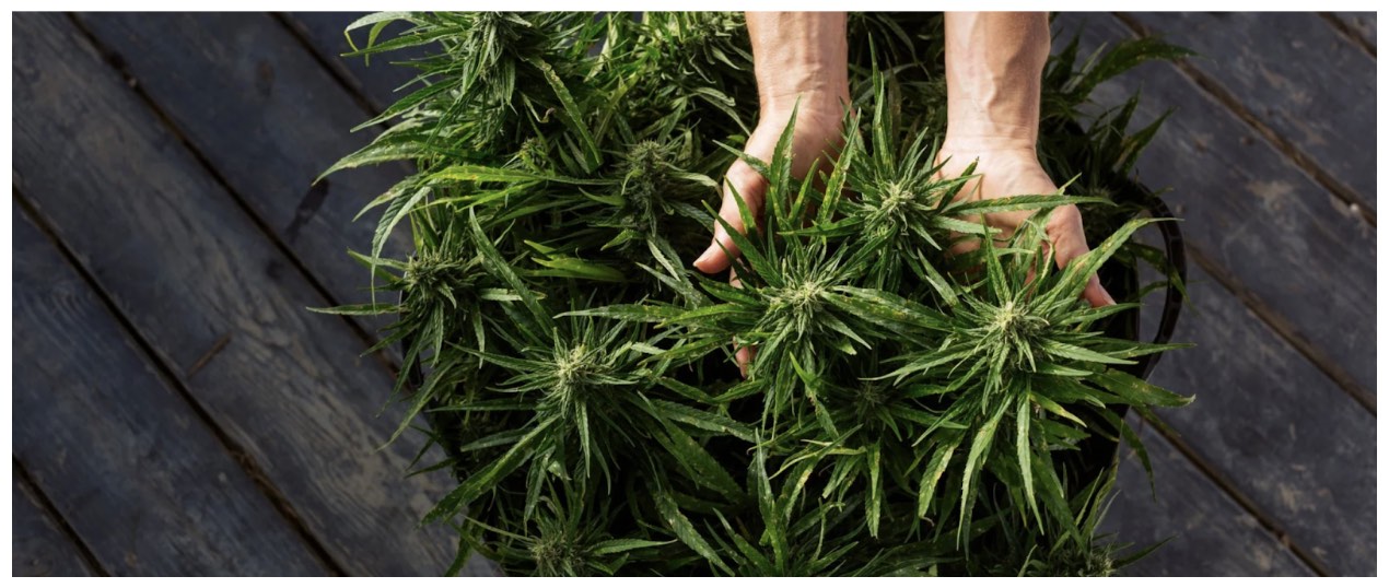Cannabis Plant 