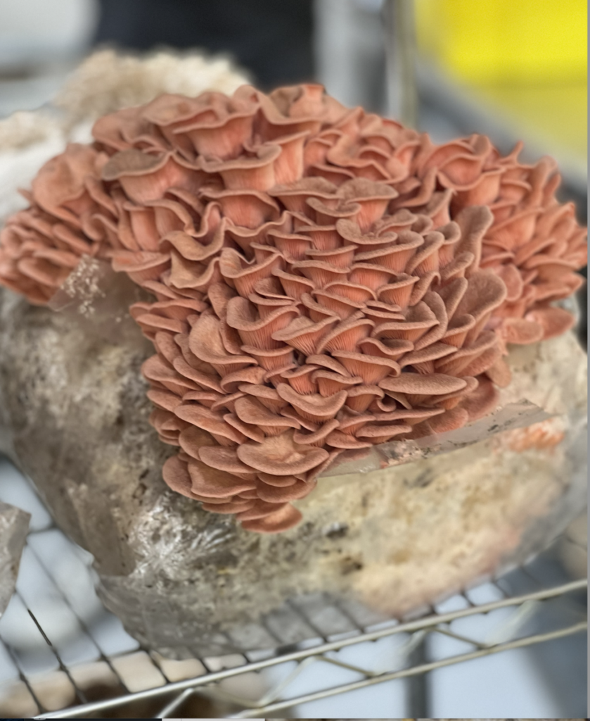 Canyon Creek Mushrooms