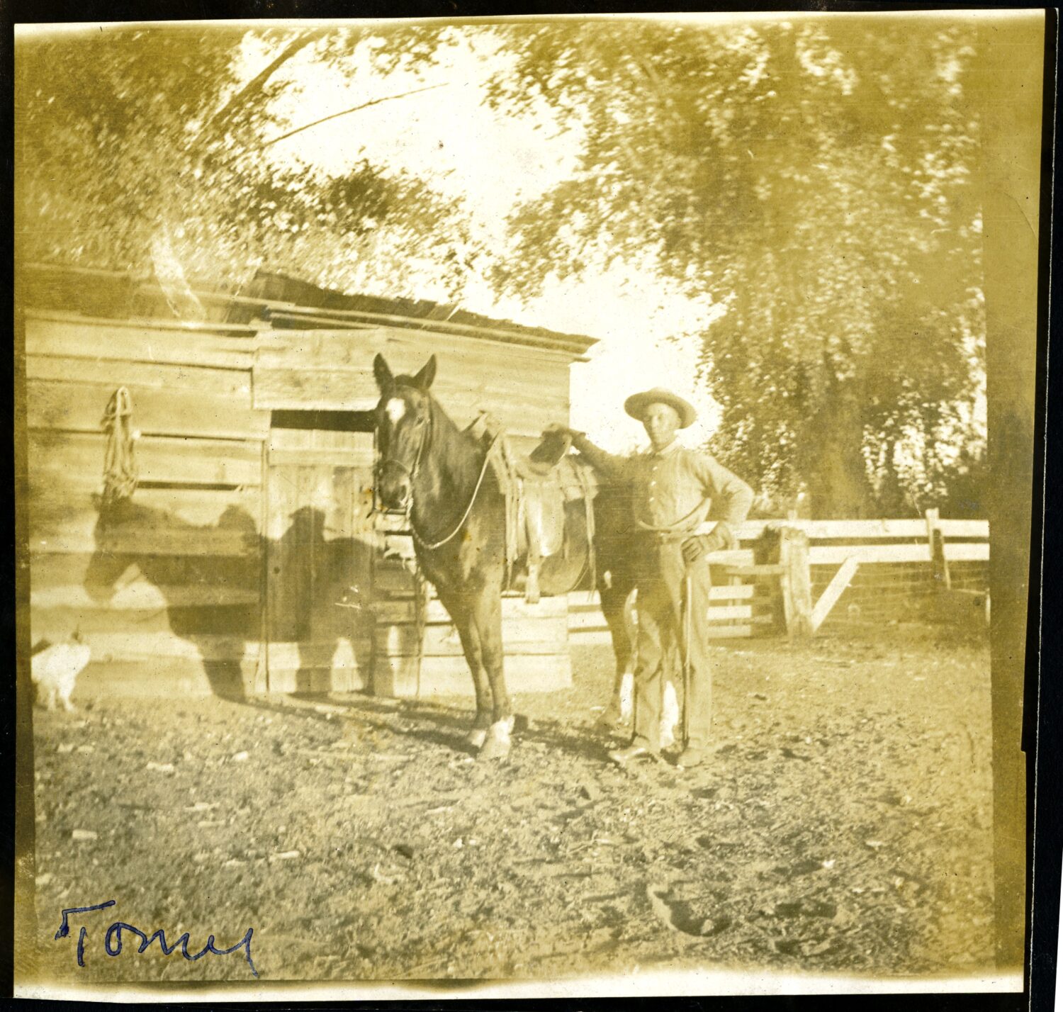 CAAM Farm hand and horse standing next to shed inscribed Tomy ca. 1908. Courtesy the Roberts Family Papers African American Museum Library at Oakland Oakland Public Library