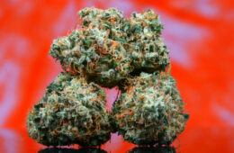Chem Dog Nugs 1