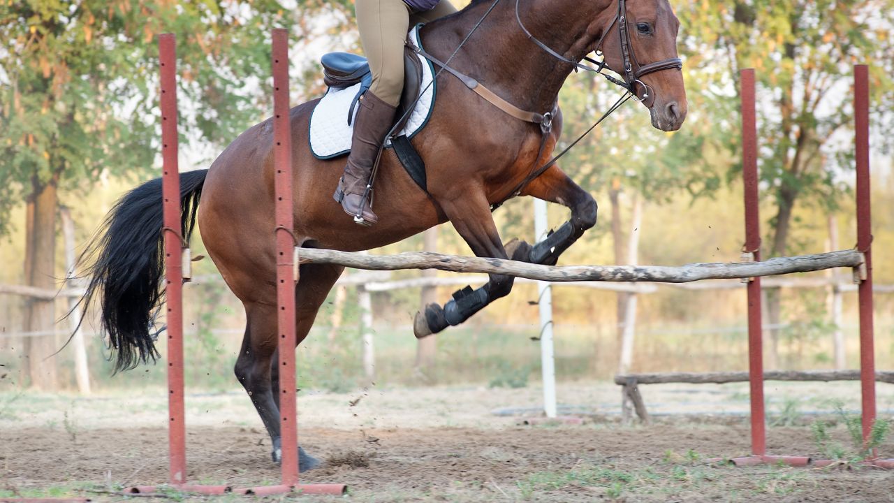 Show Jumping as a Lifestyle with Alec Lawler Balancing Passion Training and Personal Life featured image