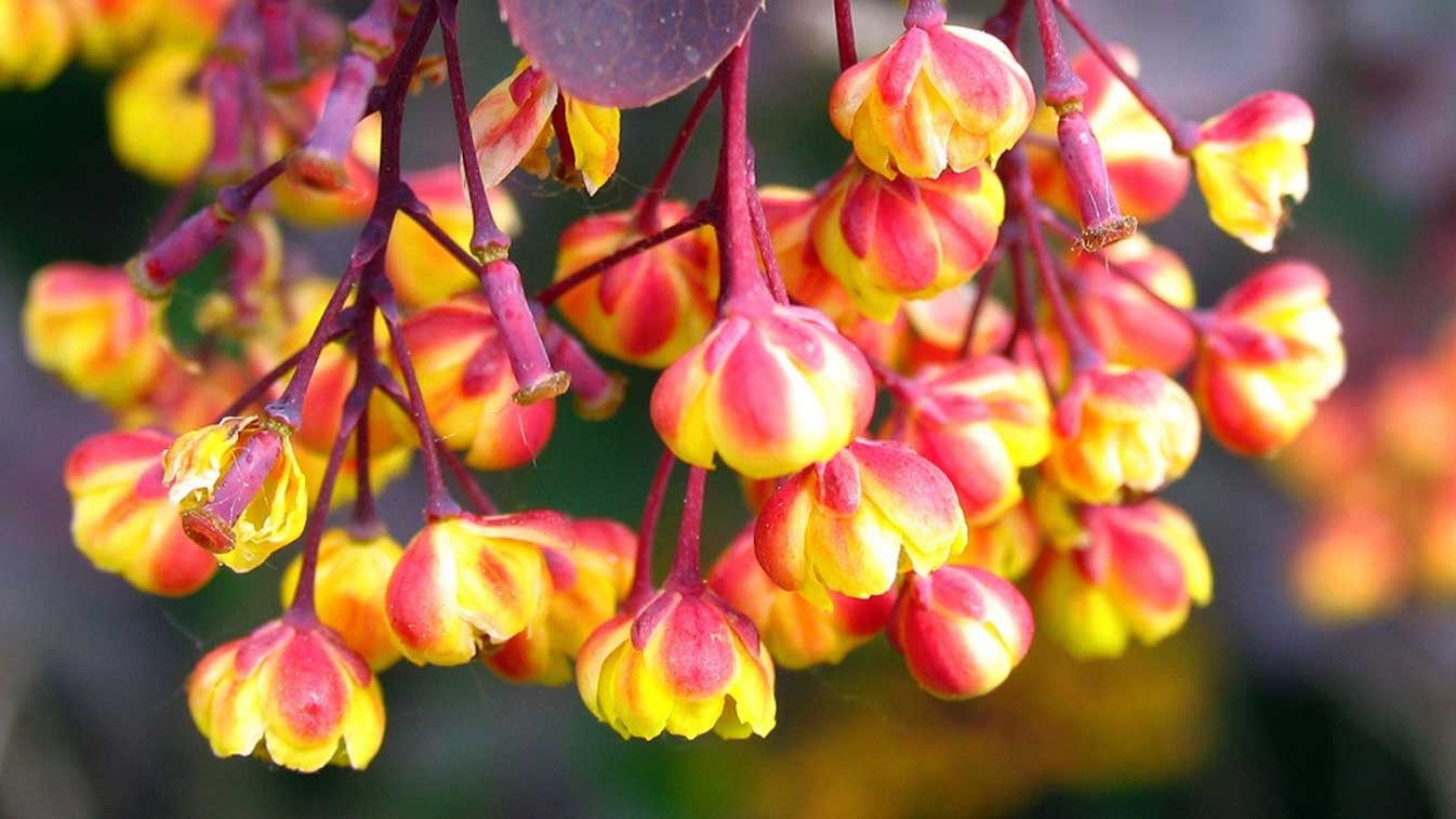 Berberine Exposé: Most Popular Supplements Failed Testing 38 Berberine plant