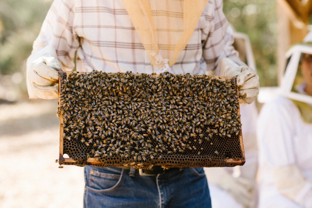 The Birds And The Bees In Ojai - Here’s What’s Popping Up 39 Ojai