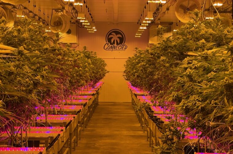 Connected Cannabis Co. Still Growing Heat 38 IMG 5002