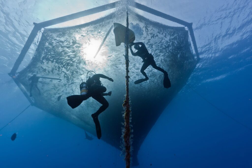 OP-ED: Plenty More Fish in the Sea - Thinking Beyond Salmon 40 Fish