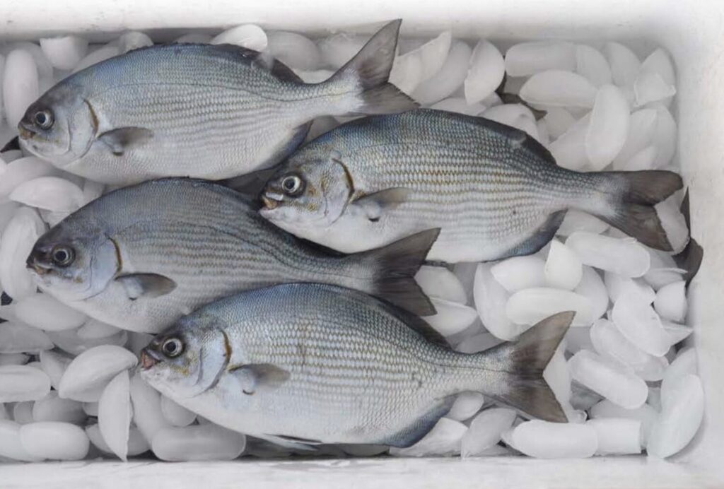 OP-ED: Plenty More Fish in the Sea - Thinking Beyond Salmon 39 Fish