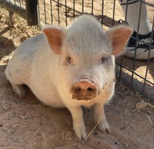 Best Friends Animal Sanctuary Celebrates 40 Years Of Saving Companion Creatures 41 Best Friends Animal Sanctuary