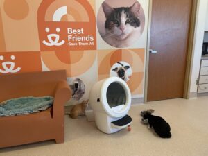 Best Friends Animal Sanctuary Celebrates 40 Years Of Saving Companion Creatures 40 Best Friends Animal Sanctuary