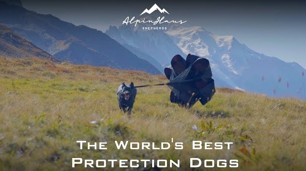 AlpinHaus Shepherds Elevates the Standard of Excellence in the Dog Protection Industry 37 image1 091424