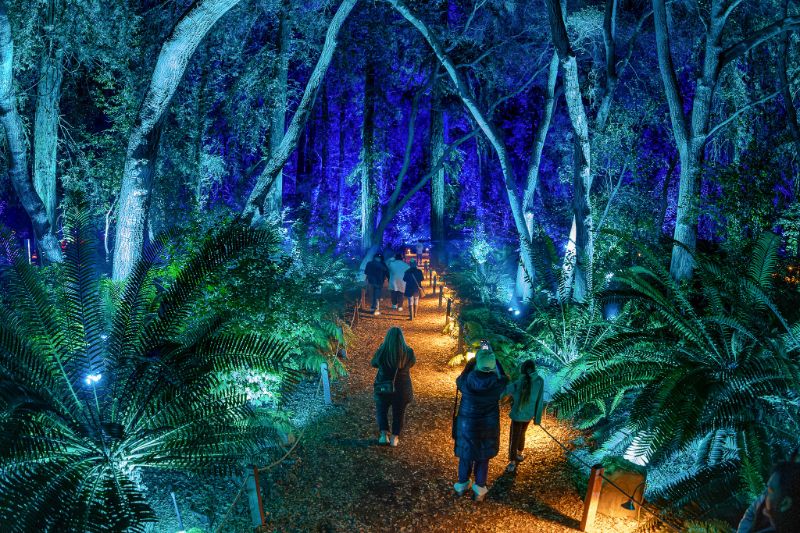 Enchanted Forest of Light The Ancient Forest awes visitors with its vibrant colors at Enchanted Forest of Light © Kathryn Rapier