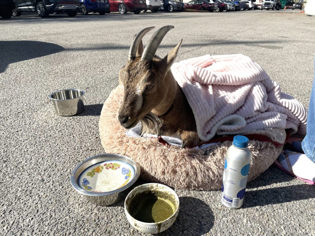 Coco The Goat Seeks Shelter 39 Coco The Goat