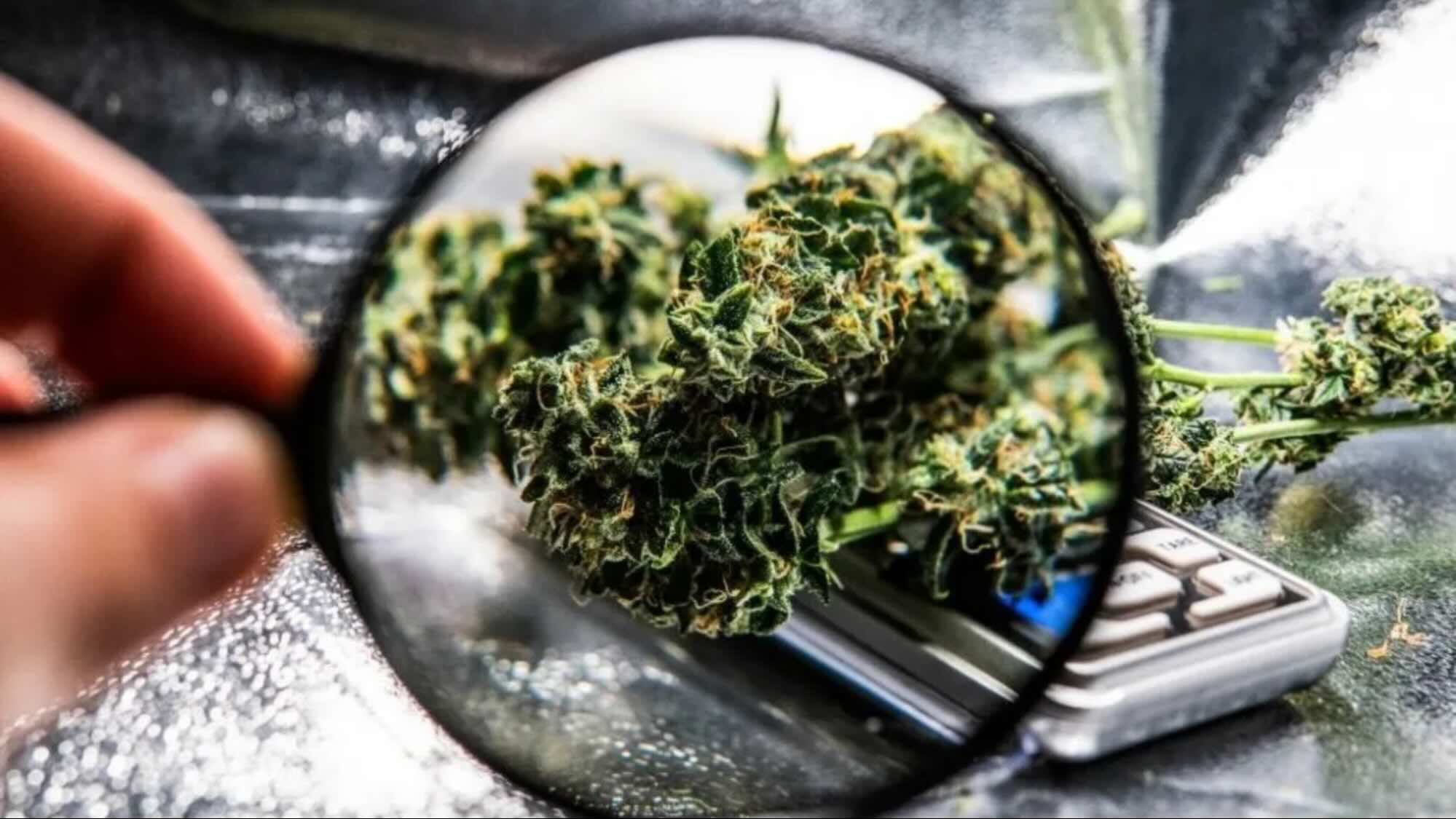 Billions Lost ! How Online Cannabis Dispensary Sales Are Crippling MSO Marijuana Dispensaries and The Black Market 46 image10 123124340