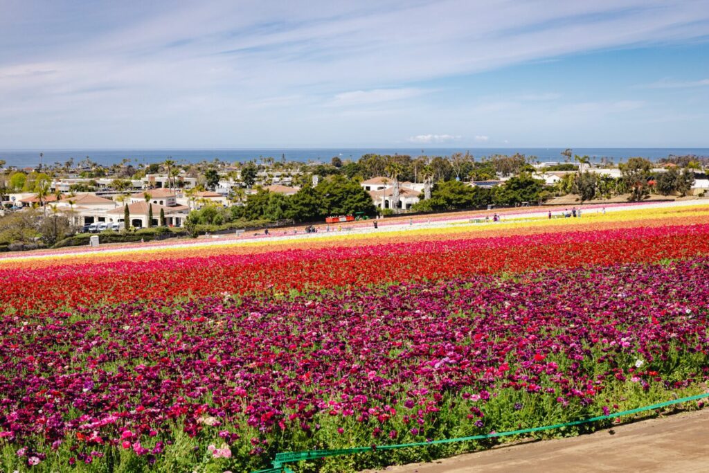 The Ultimate Mother’s Day Experience: A Sea of Sunflowers And Butterflies 39 Mother's Day