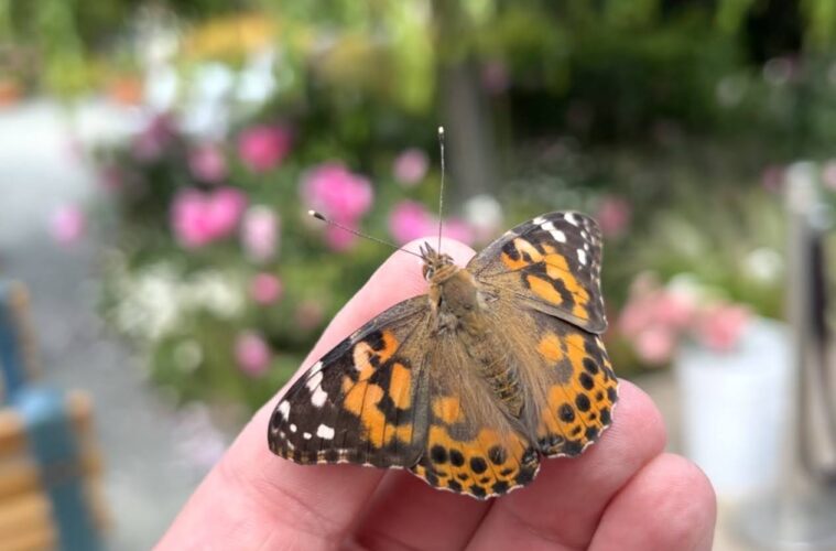 The Ultimate Mother’s Day Experience: A Sea of Sunflowers And Butterflies 38 Mother's Day