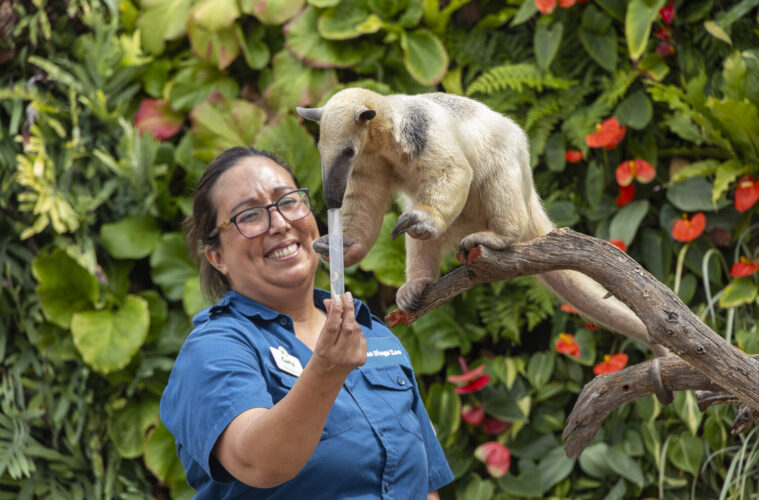 What’s Popping Up? Anteaters at The San Diego Zoo Food, Wine & Brew and more 38 San Diego Zoo