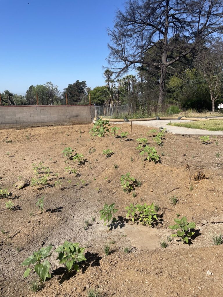 Soli Cooksey: When Life Gives You Ashes, You Plant Sunflowers 44 Soli Cooksey i